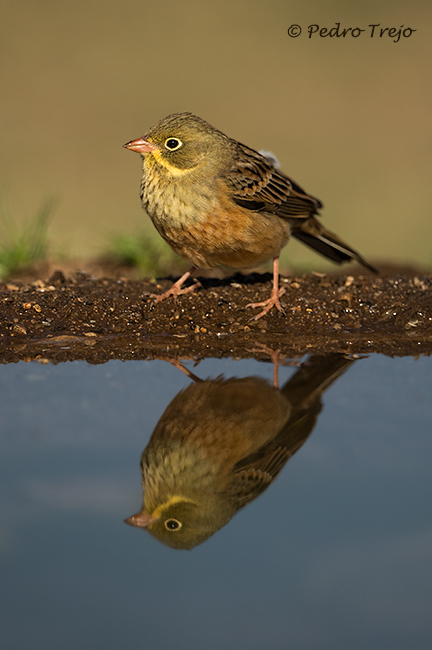 Escribano hortelano (Emberiza hortulana).